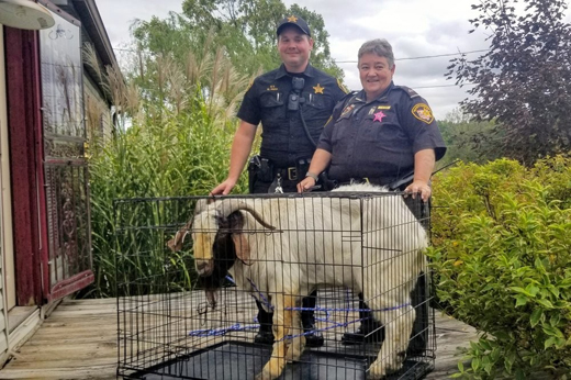goat11oct19-2.jpg